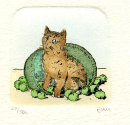 Jan - Gatto