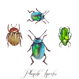 Planches 4 insectes