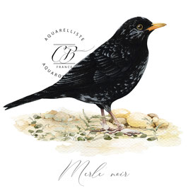 carte merle noir