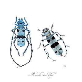 carte insecte, Rosalie des Alpes