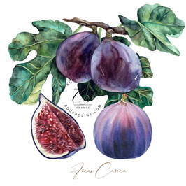 Carte figues / ficus carira