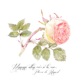 Rose Pierre de Ronsard: allons voir si la rose...