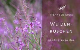 Pflanzenraum Weidenröschen