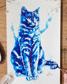 Katze Clio