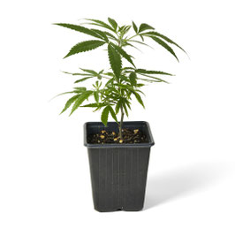 CBD Jungpflanze