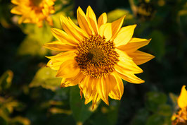 Spätsommerliche Auszeit - Innere Balance und neue Stärke
