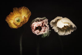 Anemones Three Harmony