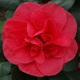 Camellia 'Lady Campbell'