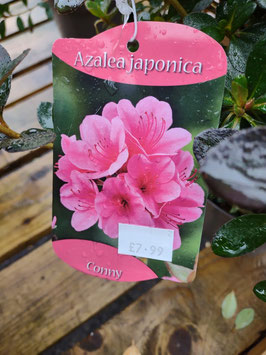 Azalea japonica 'Conny'