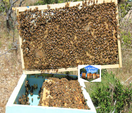 Réservation essaim d'abeilles de Printemps Frère Adam Buckfast sur 5 cadres Dadant 2025