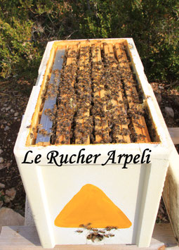 Réservation essaim d'abeilles de printemps noires locales sur 5 cadres Dadant 2026