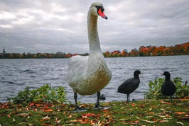 Schwan  /  2738