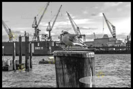 Möwe  SW  /  1238