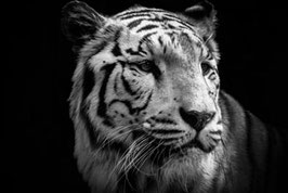 Tiger  /  1318