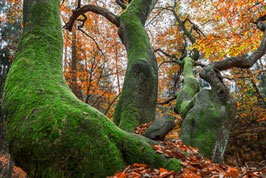 Wald  /  2763