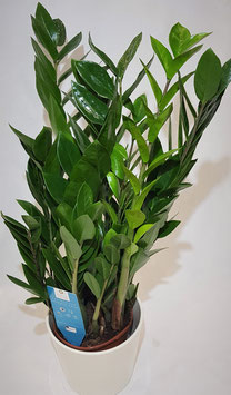 Zamioculcas Grünpflanze