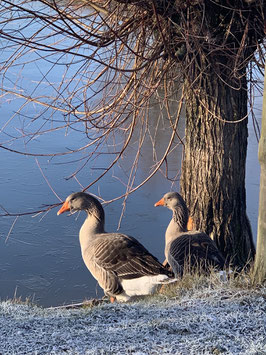 Hofeigene Pommerngänse