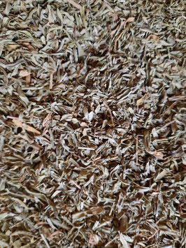 BASILIC