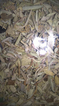 SAUGE Officinale feuille