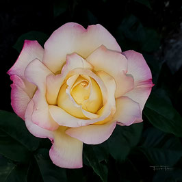 F 113 Edelrose Mme A. Meilland