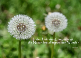 F 181 Pustelblumen
