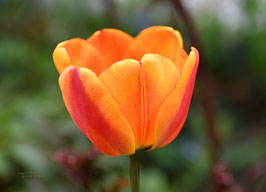 F 88 Orange Tulpen