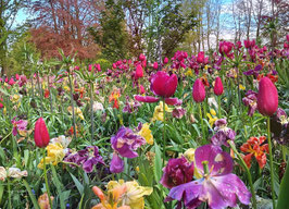 F 162 Tulpen Keukenhof