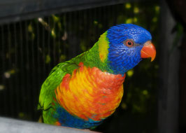 F 157 Regenbogenlori