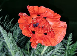 F 175 Natur pur