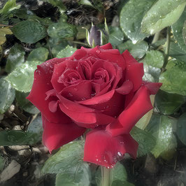 F 121 Edelrose Ingrid Bergmann