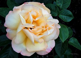 F 97 Rose Mme A. Meilland