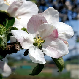 F 95 Apfelblüten