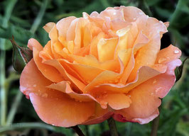 F 102 Rose Whisky
