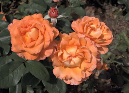 F 101 Rose Tea Time