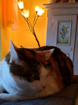 energetische Wirbelsäulenaufrichtung Katze + Kleintiere