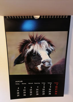 Wunderschöner Alpaka und Lama Foto Kalender 2023