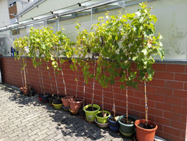 Wein-Rebstock