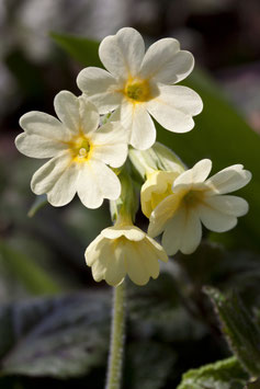 Schlüsselblumen