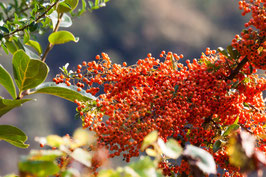 Sanddornbeeren