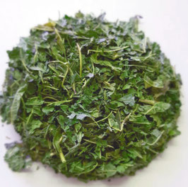 Eisenkraut
