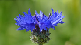 Kornblumen