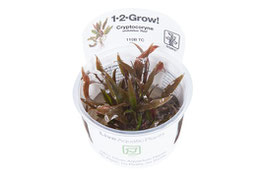 Cryptocoryne undulatus Red / gewellter Wasserkelch rot