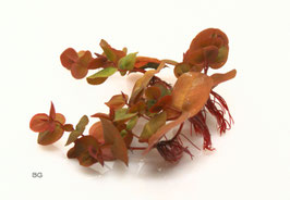 Phyllanthus fluitans / schwimmende Wolfsmilch