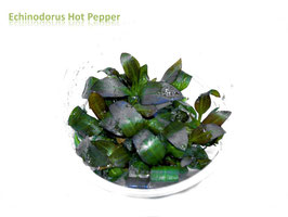 Echinodorus „Hot Pepper“  Stück