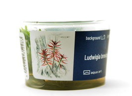 Ludwigia brevipes / Kurzstielige Ludwigie