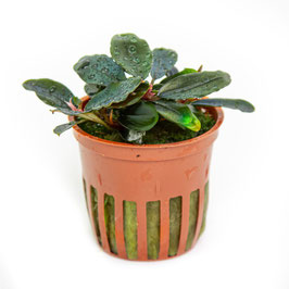 Bucephalandra sordidula "Blue"