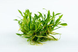 Cryptocoryne parva / Kleiner Wasserkelch