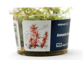 Ammania senegalensis / Kleine Cognacpflanze