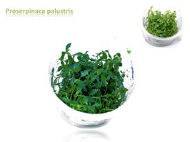 Proserpinaca palustris / Amerikanisches Kammblatt Tropica