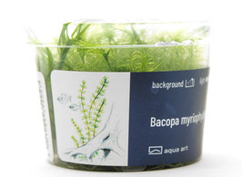 Bacopa myriophylloides / Myriophyllumähnliches Fettblatt
